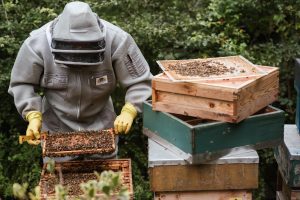 a career as an entomologist